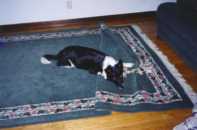 Brady laying on carpet